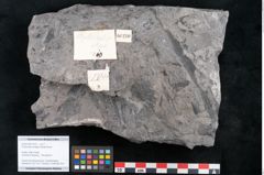 Foto (Objekt + Etikett) von Phyllocladus integer Ettingshausen (NHMW-GEO-2024-0188-10210)